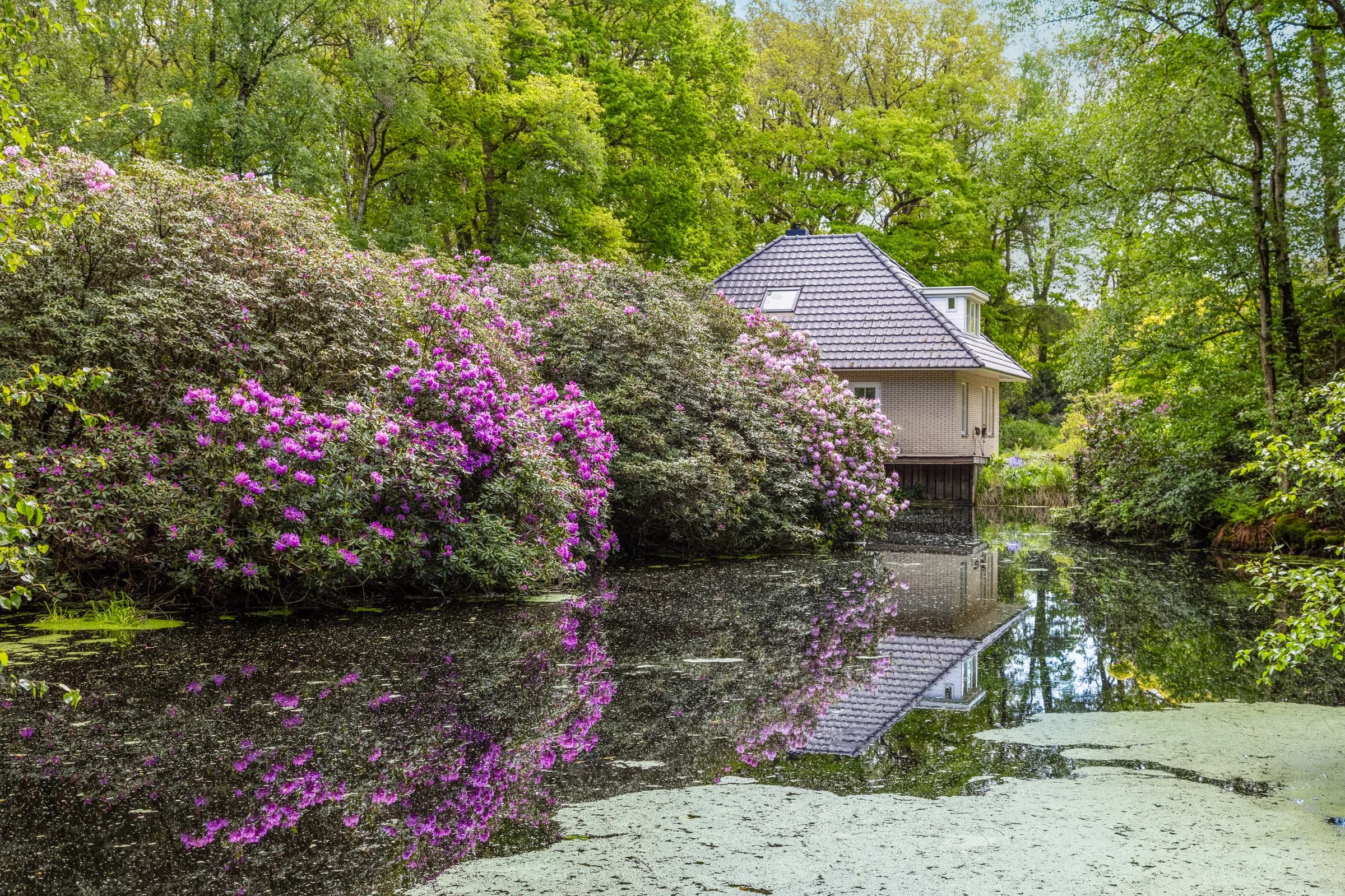 Vijver met rhododendrons bij woning, vastgoedfotografie Friesland